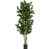 Podocarpus