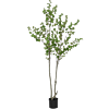 Enkianthus Perulatus