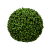Buxus
