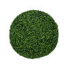 Buxus
