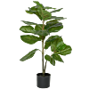Ficus Lyrata