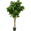 Vioolbladplant