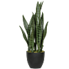 Sansevieria
