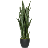 Sansevieria