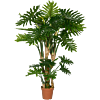 Philodendron