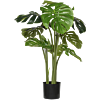 Monstera
