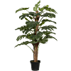 Monstera Pertusum