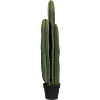 San Pedro Cactus