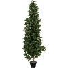 Laurier (Laurus Nobilis)