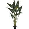 Alocasia Taro