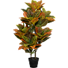 Croton (Codiaeum)