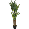 Dracaena