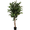 Ficus Boom