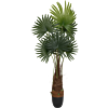 Palm