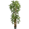 Rhapis Humilis