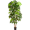 Schefflera Amate