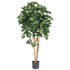 Schefflera