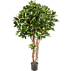 Bonte Schefflera