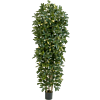 Bonte Schefflera