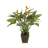 Strelitzia