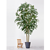 Ficus Exotica