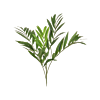 Parlorpalm