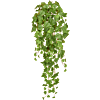 Groene Klimop