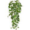 Bonte Groene Klimop