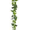 Epipremnum