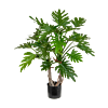 Philodendron