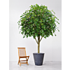 Ficus Exotica