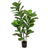 Vioolbladplant