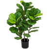 Vioolbladplant