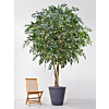 Ficus Exotica