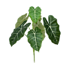 Caladium