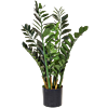 Zamioculcas