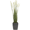 Vossenstaartgras