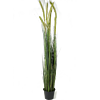 Vossenstaartgras