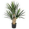 Yucca