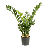 Zamioculcas