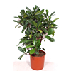Ficus Cyathistipula