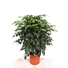 Radermachera hainanensis