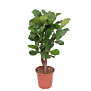 Ficus Lyrata