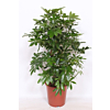 Schefflera arboricola 'Compacta'