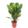 Licuala grandis