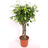 Ficus Exotica