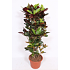 Croton petra