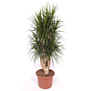 Dracaena marginata