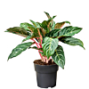 Aglaonema Dreamcatcher planten