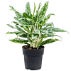 Aglaonema Greyhound makkelijke kantoorplant